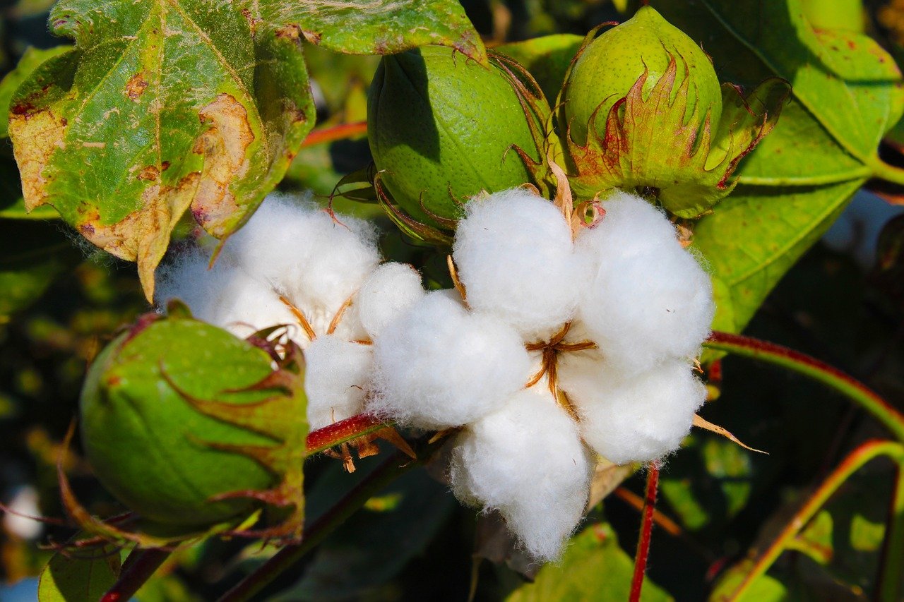 cotton, tajikistan, buttermilk, toimiston, cotton, cotton, cotton, cotton, cotton