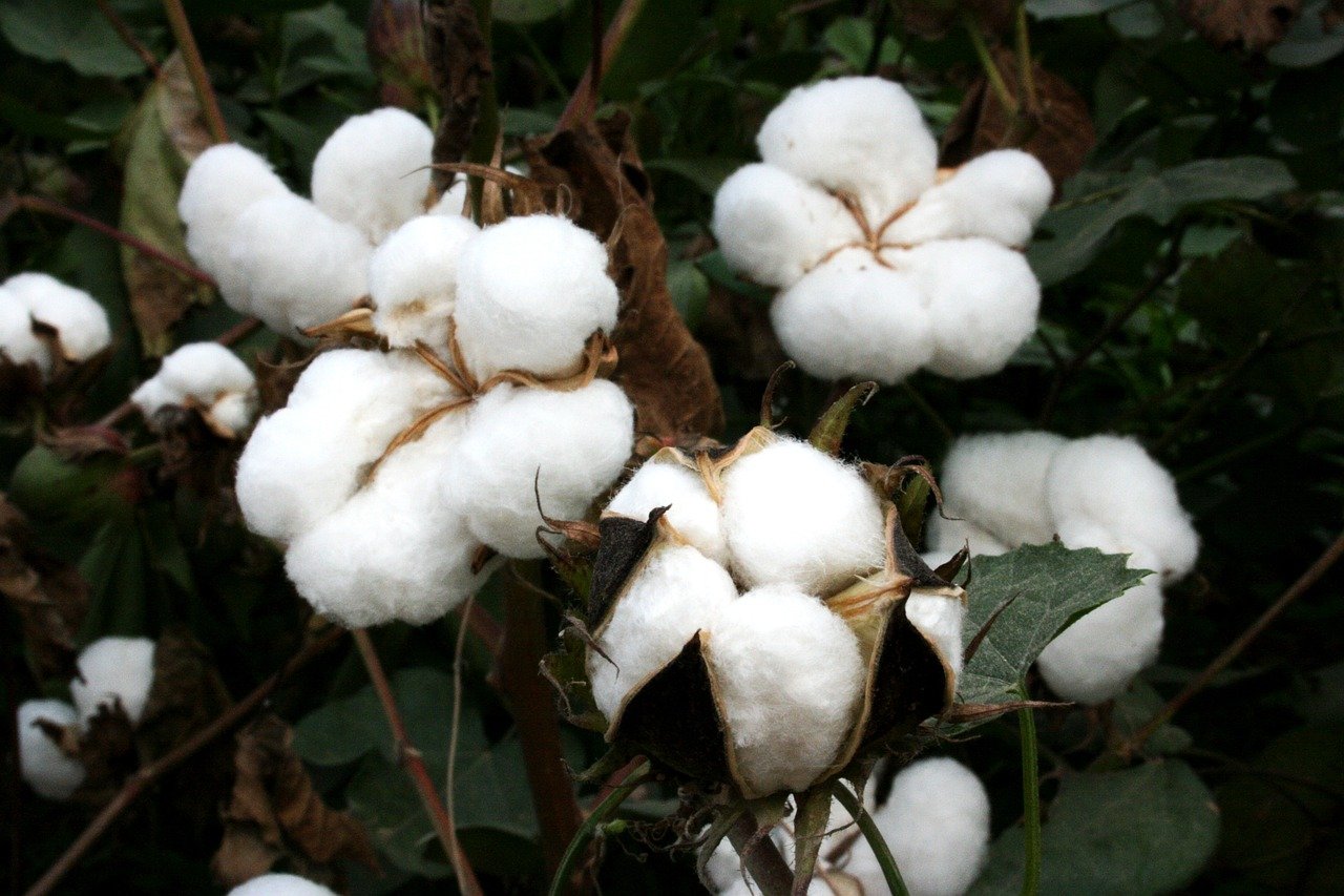 cotton, bt cotton, gmo, biotech cotton, gm crops, nature, plants, india, agriculture, highyielding, insect resistant, farming, genetically modified cotton, gm cotton, genetic engineering, genetically engineered cotton